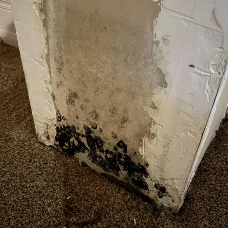 Professional Mold Removal in Jollyville, TX